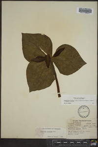Trillium cuneatum image