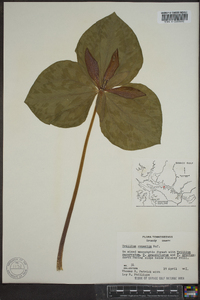 Trillium cuneatum image