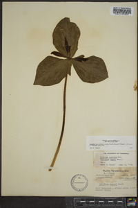 Trillium cuneatum image