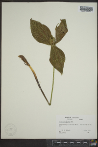 Trillium cuneatum image