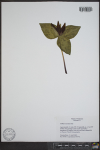 Trillium cuneatum image