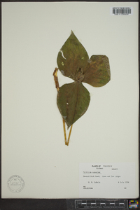 Trillium cuneatum image
