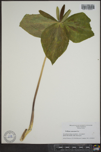 Trillium cuneatum image