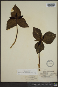 Trillium cuneatum image