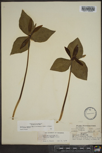 Trillium cuneatum image