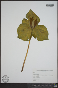 Trillium cuneatum image