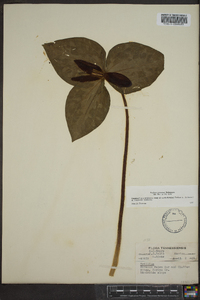 Trillium cuneatum image