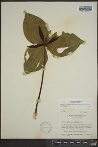 Trillium cuneatum image