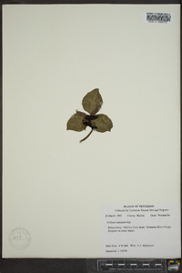 Trillium cuneatum image