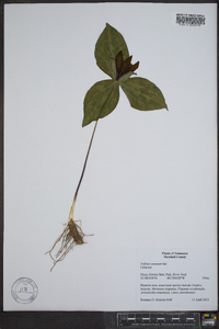 Trillium cuneatum image