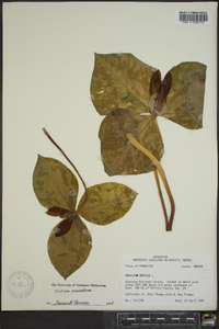 Trillium cuneatum image
