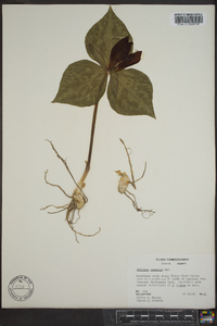 Trillium cuneatum image