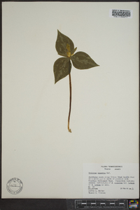 Trillium cuneatum image