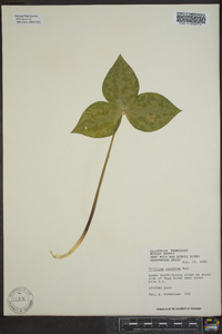 Trillium cuneatum image