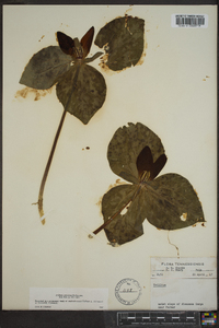 Trillium cuneatum image