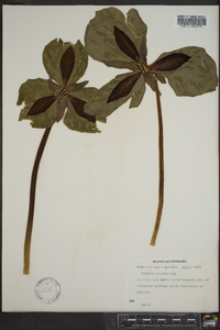 Trillium cuneatum image