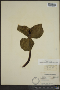 Trillium cuneatum image