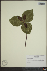 Trillium cuneatum image