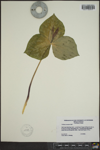 Trillium cuneatum image