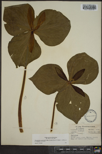 Trillium cuneatum image