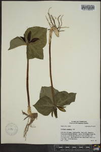 Trillium cuneatum image