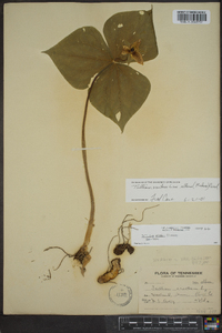 Trillium erectum image