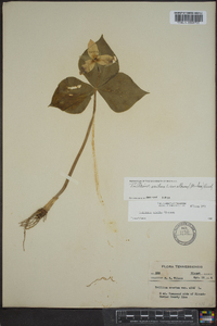 Trillium erectum image