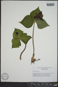 Trillium erectum image