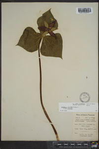 Trillium erectum image