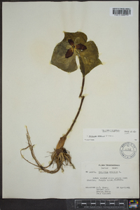 Trillium erectum image