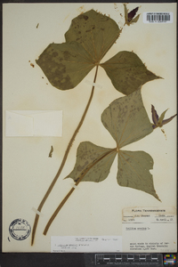 Trillium erectum image