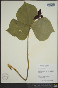 Trillium erectum image