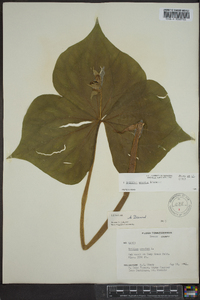 Trillium erectum image