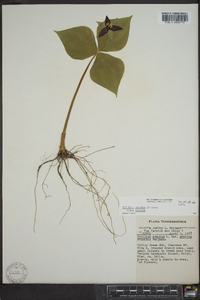 Trillium erectum image