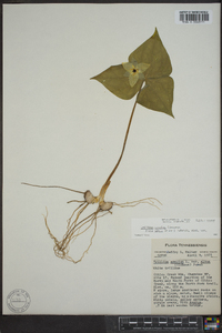 Trillium erectum image