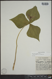 Trillium erectum image