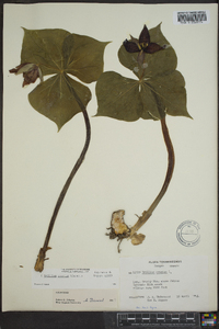 Trillium erectum image