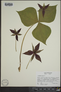 Trillium erectum image