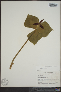 Trillium erectum image