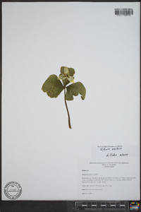 Trillium erectum image