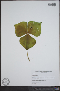 Trillium erectum image