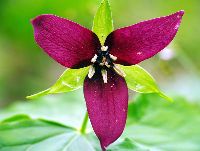 Trillium erectum image