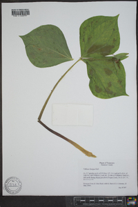 Trillium flexipes image