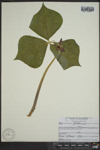 Trillium flexipes image