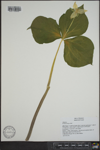 Trillium flexipes image