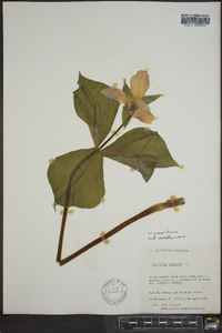 Trillium grandiflorum image