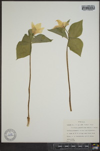 Trillium grandiflorum image