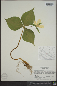 Trillium grandiflorum image