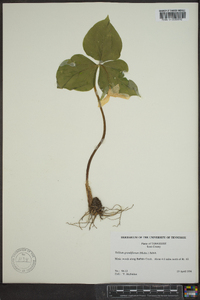 Trillium grandiflorum image