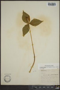 Trillium luteum image